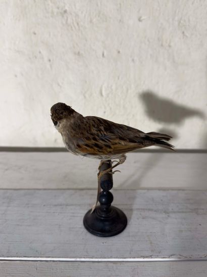 Bruant des roseaux (Emberiza schoeniclus)...