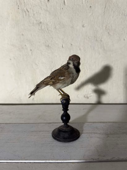 Moineau friquet (Passer montanus) (CE):
spécimen...