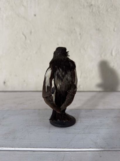 Gobemouche noir (Ficedula hypoleuca) (CE):
spécimen...