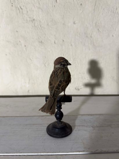 Moineau friquet (Passer montanus) (CE):
spécimen...