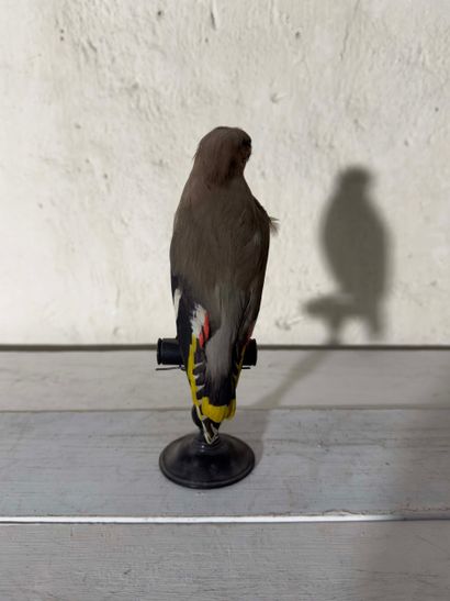 Jaseur boréal (Bombycilla garrulus) (CE):
spécimen...