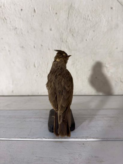 Cochevis huppé (Galerida cristata) (CE):
spécimen...