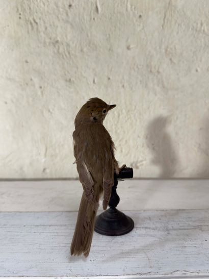 Fauvette à tête noire (Sylvia atricapilla)...
