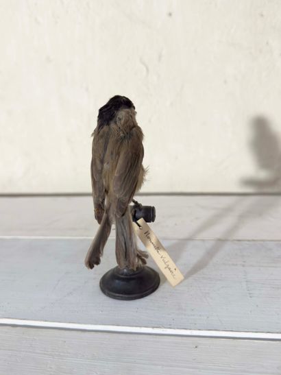 Mésange nonnette (Palus palustris) (CE):
spécimen...