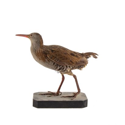 Râle d'eau (Rallus aquaticus) (CH):
spécimen...