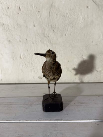 Bécasseau variable (Calidris alpina) (CH):
spécimen...