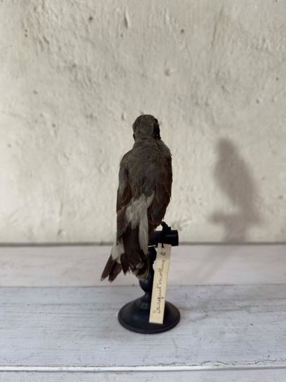 Traquet motteux (Oenanthe oenanthe) (CE):
spécimen...