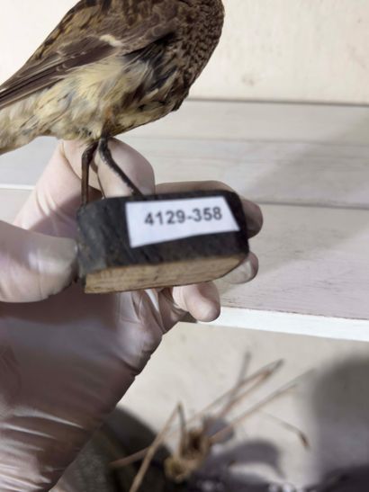 Bécasseau variable (Calidris alpina) (CH):
spécimen...