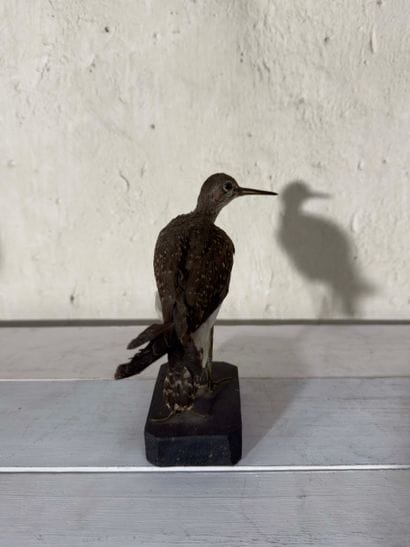 Chevalier culblanc (Tringa ochropus) (CE):
spécimen...