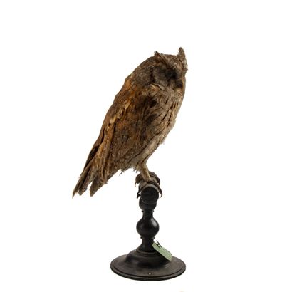 Hibou petit-duc ou en synonymie Petit-duc...