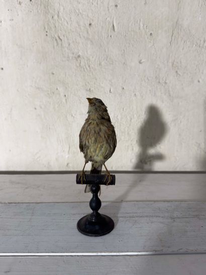 Bruant zizi (Emberiza cirlus) (CE):
spécimen...