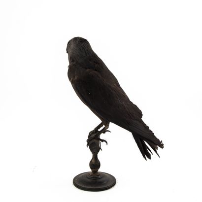 Choucas des tours (Corvus monedula) (CE):
Spécimen...