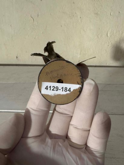 Mésange nonnette (Palus palustris) (CE):
spécimen...