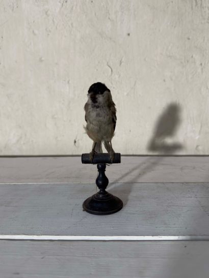 Mésange nonnette (Palus palustris) (CE):
spécimen...