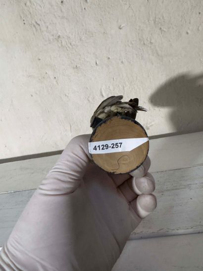 Bruant zizi (Emberiza cirlus) (CE):
spécimen...
