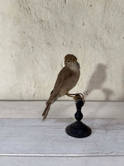 Fauvette à tête noire (Sylvia atricapilla)...