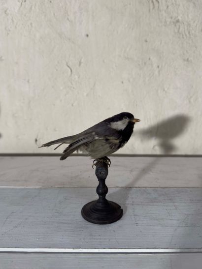 Mésange noire (Parus ater) (CE) :
spécimen...