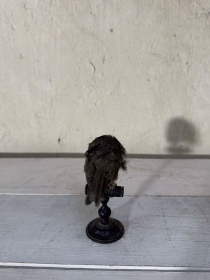 Mésange noire (Parus ater) (CE) :
spécimen...