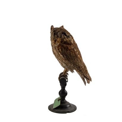 Hibou petit-duc ou en synonymie Petit-duc...