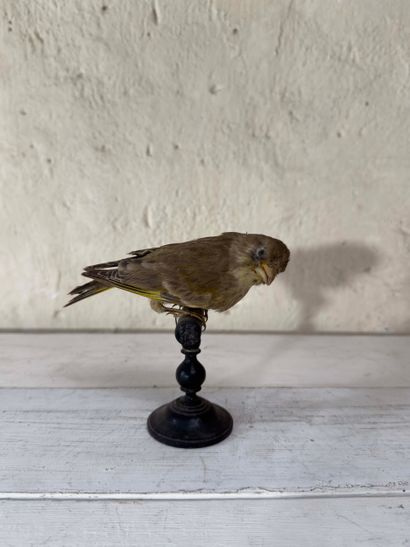 Verdier d'Europe (Carduelis chloris) (CE):
spécimen...