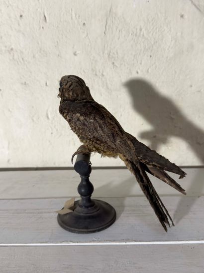 Engoulevent d'Europe (Caprimulgus europaeus)...