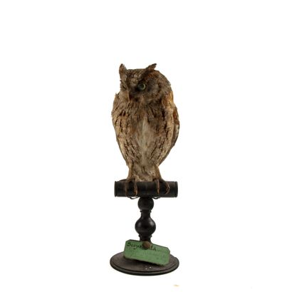 Hibou petit-duc ou en synonymie Petit-duc...