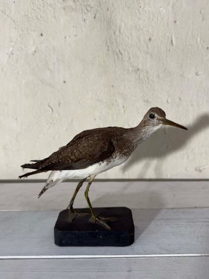 Chevalier culblanc (Tringa ochropus) (CE):
spécimen...