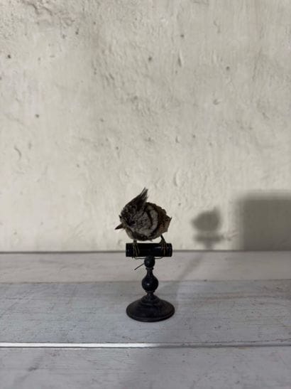 Mésange huppée (Parus cristatus) (CE) :
spécimen...