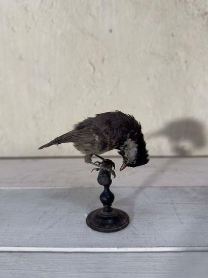 Mésange noire (Parus ater) (CE) :
spécimen...