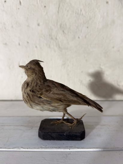Cochevis huppé (Galerida cristata) (CE):
spécimen...