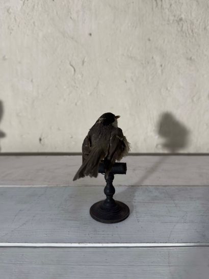 Mésange noire (Parus ater) (CE) :
spécimen...