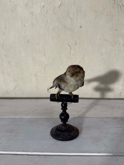Hirondelle de fenêtre (Delichon urbica) (CE):
spécimen...