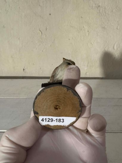 Hirondelle de fenêtre (Delichon urbica) (CE):
spécimen...