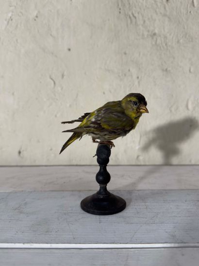 Tarin des aulnes (Carduelis spinus) (CE):
spécimen...