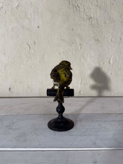 Tarin des aulnes (Carduelis spinus) (CE):
spécimen...