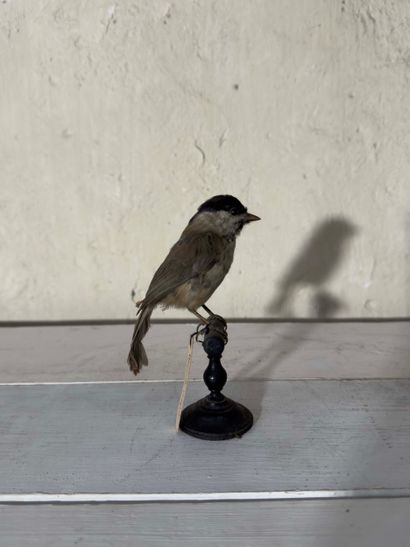 Mésange nonnette (Palus palustris) (CE):
spécimen...