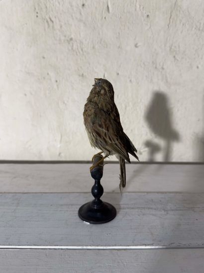 Bruant zizi (Emberiza cirlus) (CE):
spécimen...
