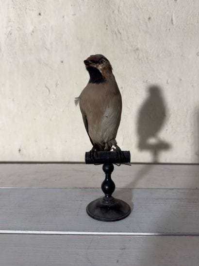 Jaseur boréal (Bombycilla garrulus) (CE):
spécimen...