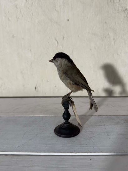 Mésange nonnette (Palus palustris) (CE):
spécimen...
