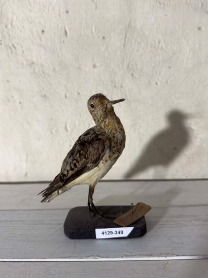 Bécasseau sanderling (Calidris alba) (CE):
spécimen...
