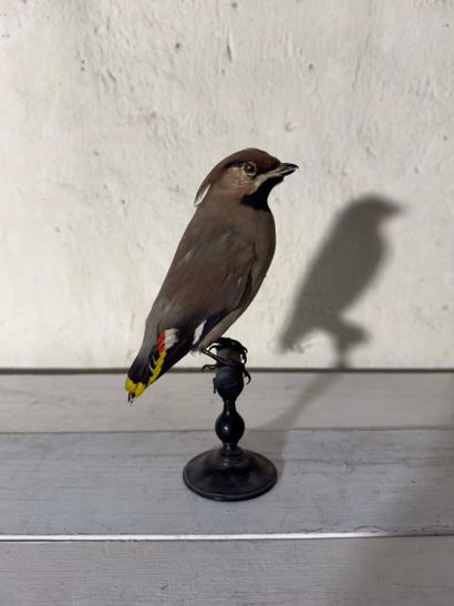 Jaseur boréal (Bombycilla garrulus) (CE):
spécimen...