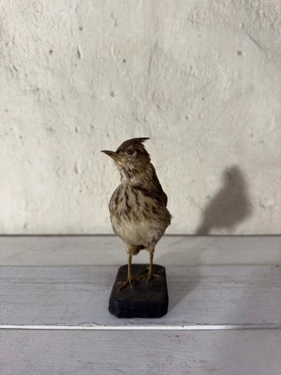 Cochevis huppé (Galerida cristata) (CE):
spécimen...
