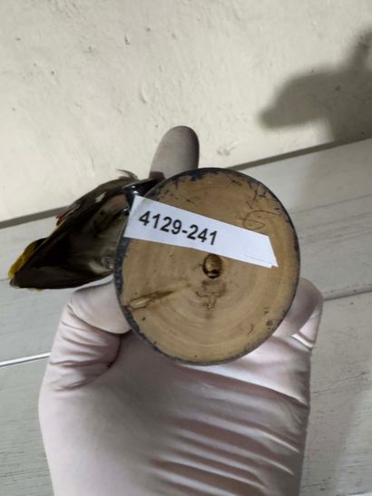Jaseur boréal (Bombycilla garrulus) (CE):
spécimen...