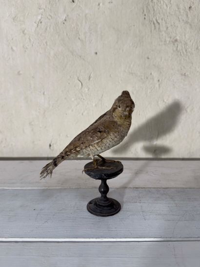 Torcol fourmilier (Jynx torquilla) (CE):
spécimen...