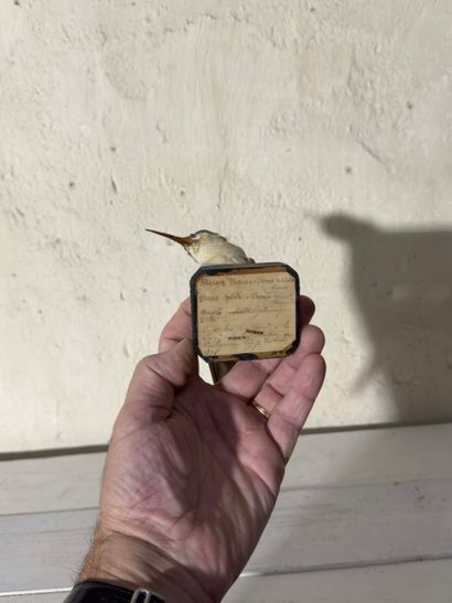 Spécimen de Laridae vraisemblablement Sterne...