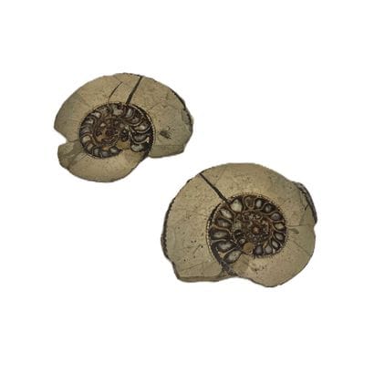 Paire de fossiles d'Ammonite et Quartz
H....