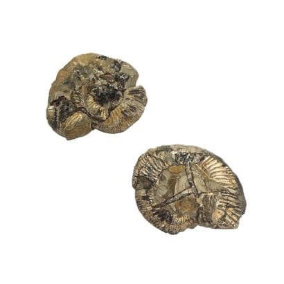 Paire de fossiles d'Ammonite et Quartz
H....