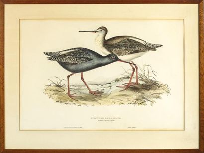 GRAVURES
SPOTTED REDSHANK & WHIMBREL Gravures...