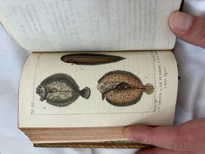 BUFFON (comte de). Histoire naturelle. Paris,...