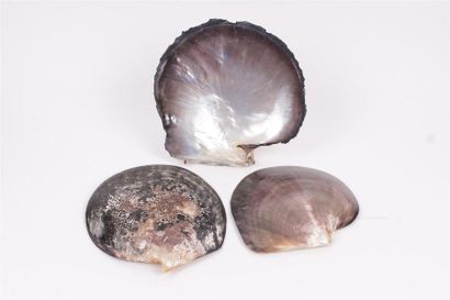 LOT de trois coquilles de nacre 
16 x 19...